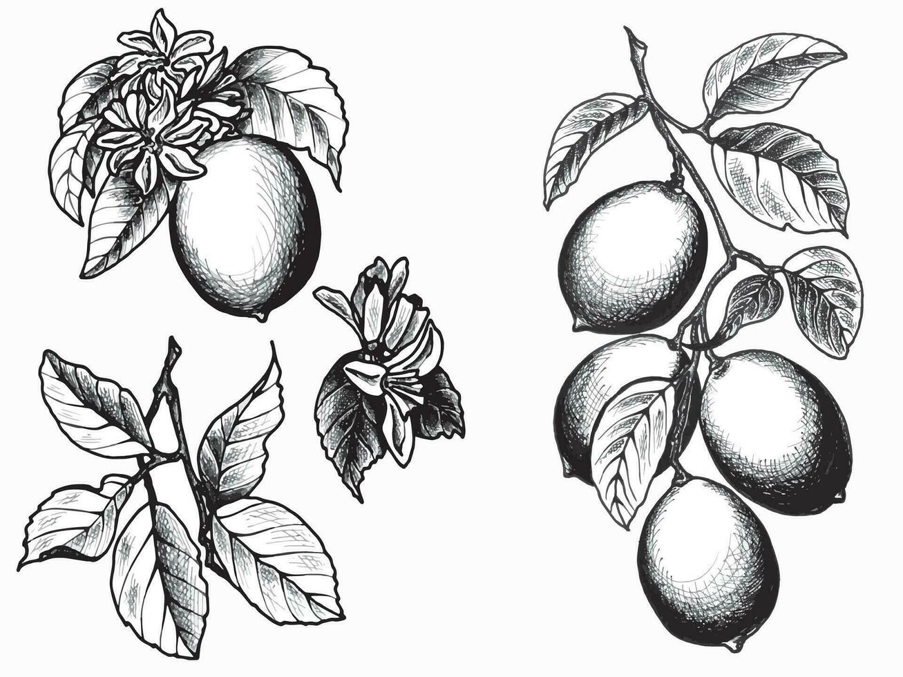 uppsättning av grafik ritningar av citron- med löv och blommor. eps botanisk grafik illustration för klistermärken, mönster, omslag papper, vykort, design, tyg, grafik på kläder, broderi. vektor