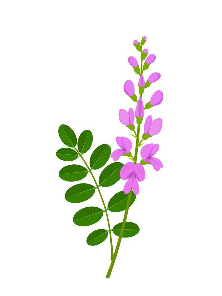 vektor illustration, indigofera zollingeriana blad och blomma, isolerat på vit bakgrund.