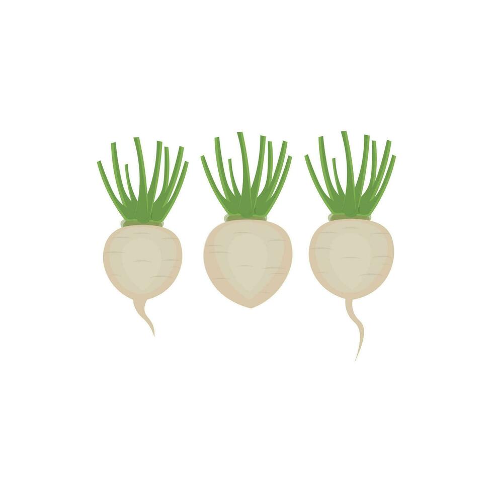 frisch Steckrübe Gemüse Illustration Logo vektor