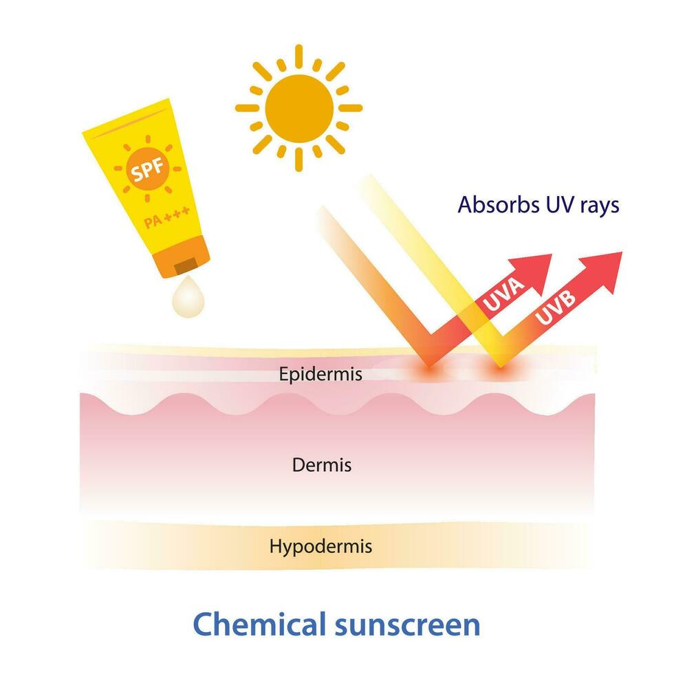 chemisch Sonnenschutz absorbiert uv Strahlen Vektor auf Weiß Hintergrund. Wie zu chemisch Sonnenschutz funktioniert auf Schicht Haut. Haut Pflege und Schönheit Konzept Illustration.