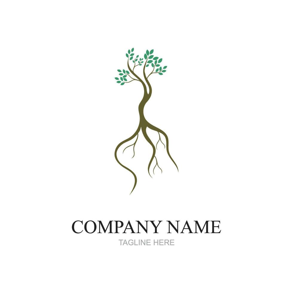 Mangrove Bäume und Mangrove Wald Ökologie Logo Design Vektor