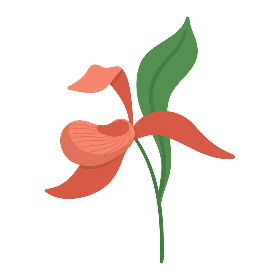 Vektor Dame Slipper Symbol. gefährdet Spezies Bild. Orchidee isoliert auf Weiß Hintergrund. Blühen tropisch Pflanze Illustration. Blumen- Clip Art. süß eben Sommer- blühen