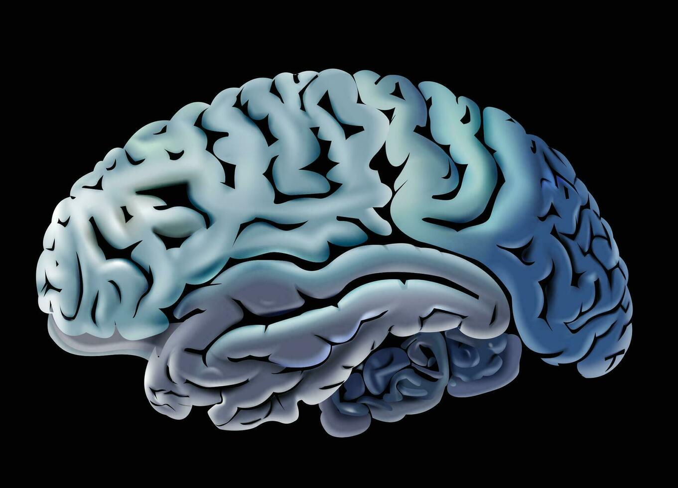mänsklig hjärna illustration vektor bild