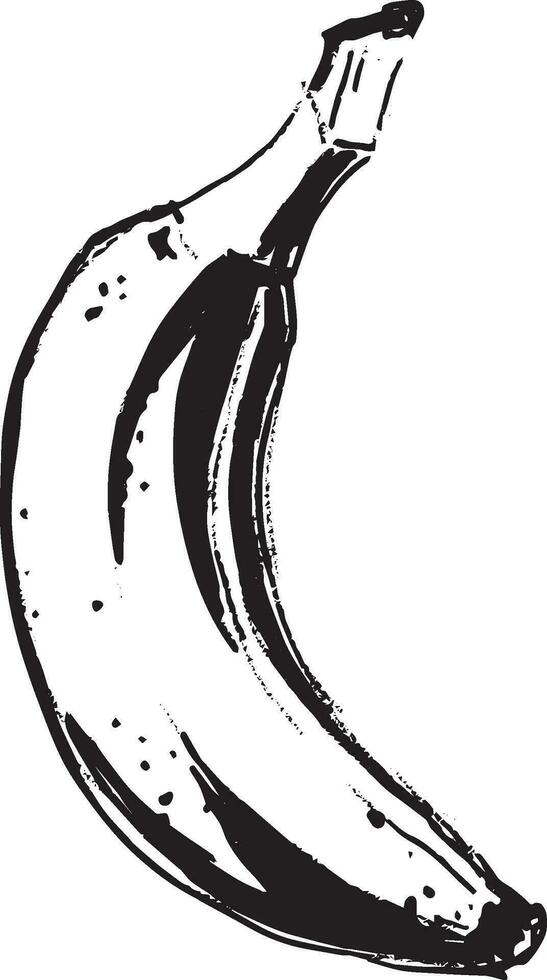 Banane im skizzieren Stil auf Weiß Hintergrund vektor