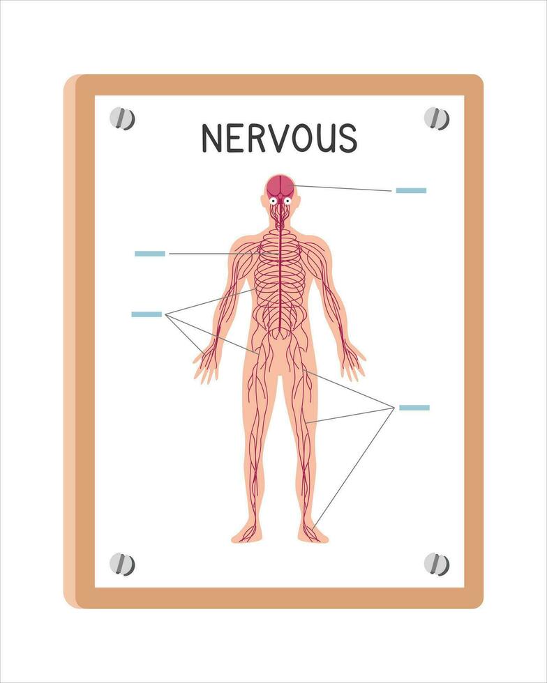 mänsklig nervös systemet affisch ClipArt tecknad serie stil, vektor design. använda sig av i sjukhus eller klinik vägg affisch tecknad serie begrepp. nervös systemet diagram tecknad serie stil. sjukhus och klinik avdelning begrepp