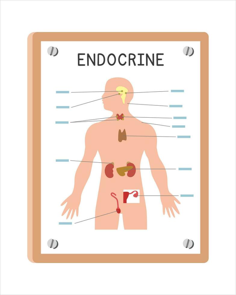 mänsklig endokrin systemet affisch ClipArt tecknad serie stil, vektor design. använda sig av i sjukhus eller klinik vägg affisch tecknad serie begrepp. endokrin systemet diagram tecknad serie stil. sjukhus, klinik avdelning begrepp