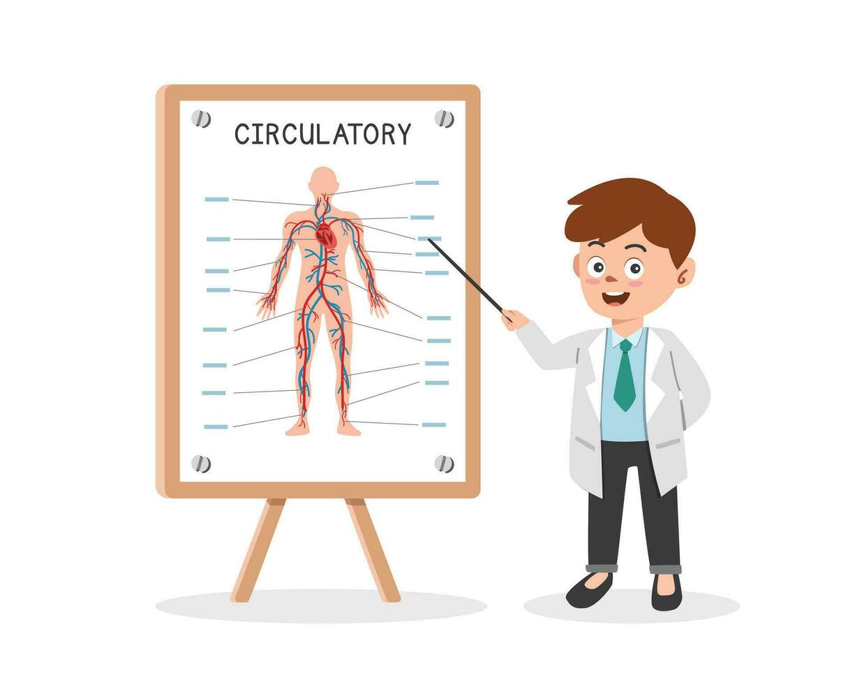cirkulations- systemet ClipArt tecknad serie stil. läkare presenter mänsklig cirkulations- systemet på medicinsk seminarium platt vektor illustration. hjärta, artär, ven. kardiovaskulär systemet eller kärl- systemet