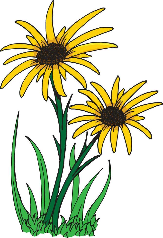 Illustration von zwei Sonnenblumen im das Garten vektor