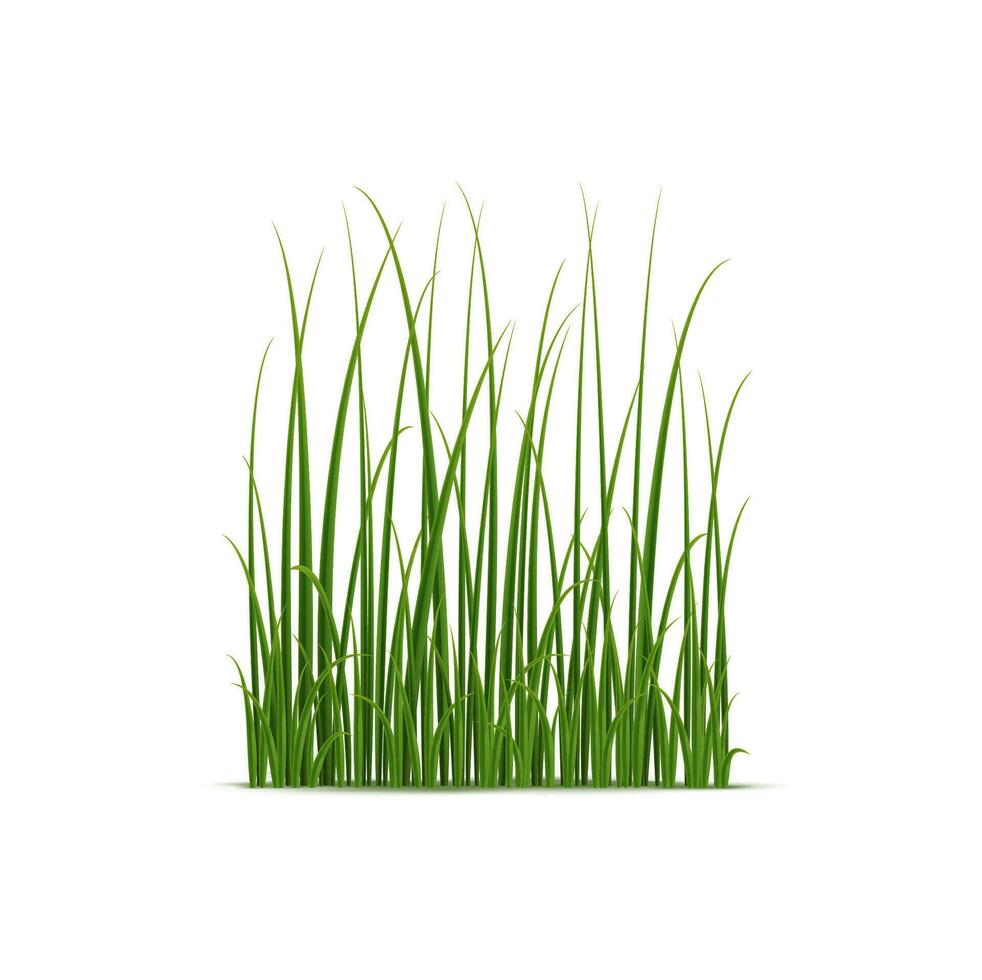 realistisch Schilf, Segge und Gras, Wasser- Pflanze vektor