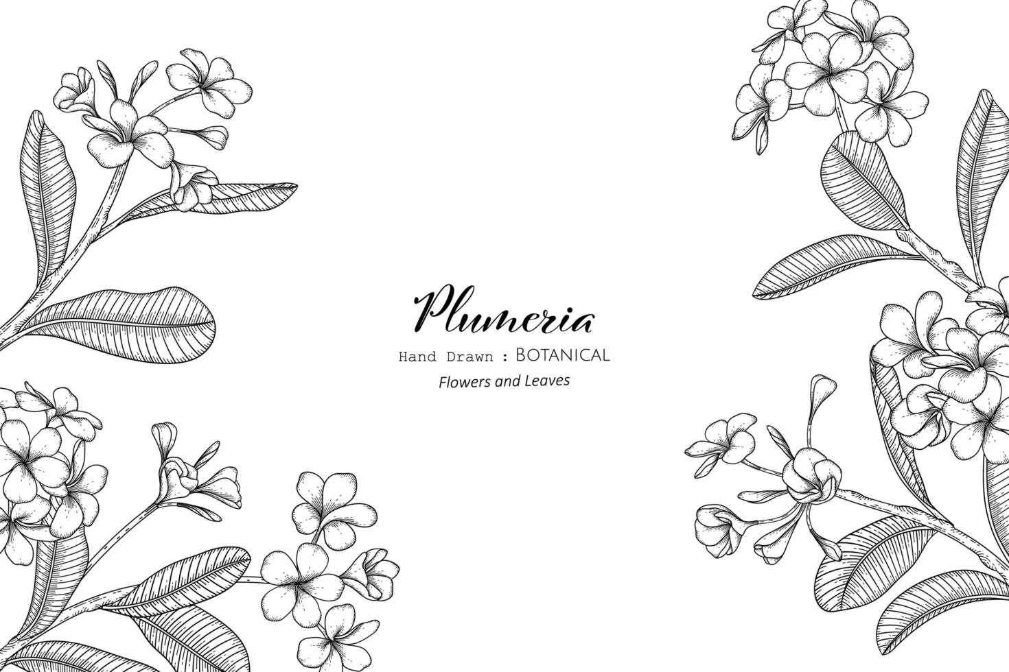 Plumeria-Blume und Blatt handgezeichnete botanische Illustration mit Strichzeichnungen vektor