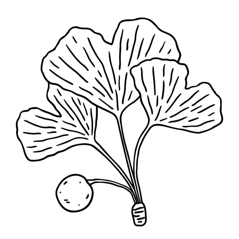 gingko biloba löv isolerat på vit bakgrund. vektor ritad för hand illustration i översikt stil. perfekt för kort, dekorationer, logotyp, olika mönster.