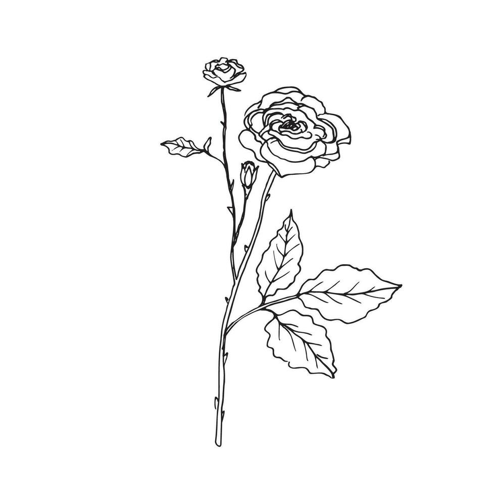 Rose Ast Hand gezeichnet Vektor Illustration auf isoliert Weiß Hintergrund. Blühen Rose Blume im skizzieren Stil. Design Element zum Etikett, Logo, Vorlage, Gruß Karte, drucken