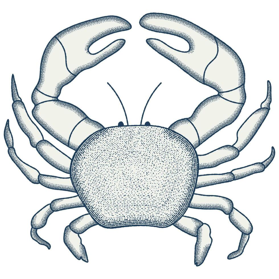 krabba gravyr illustration. årgång vektor illustration
