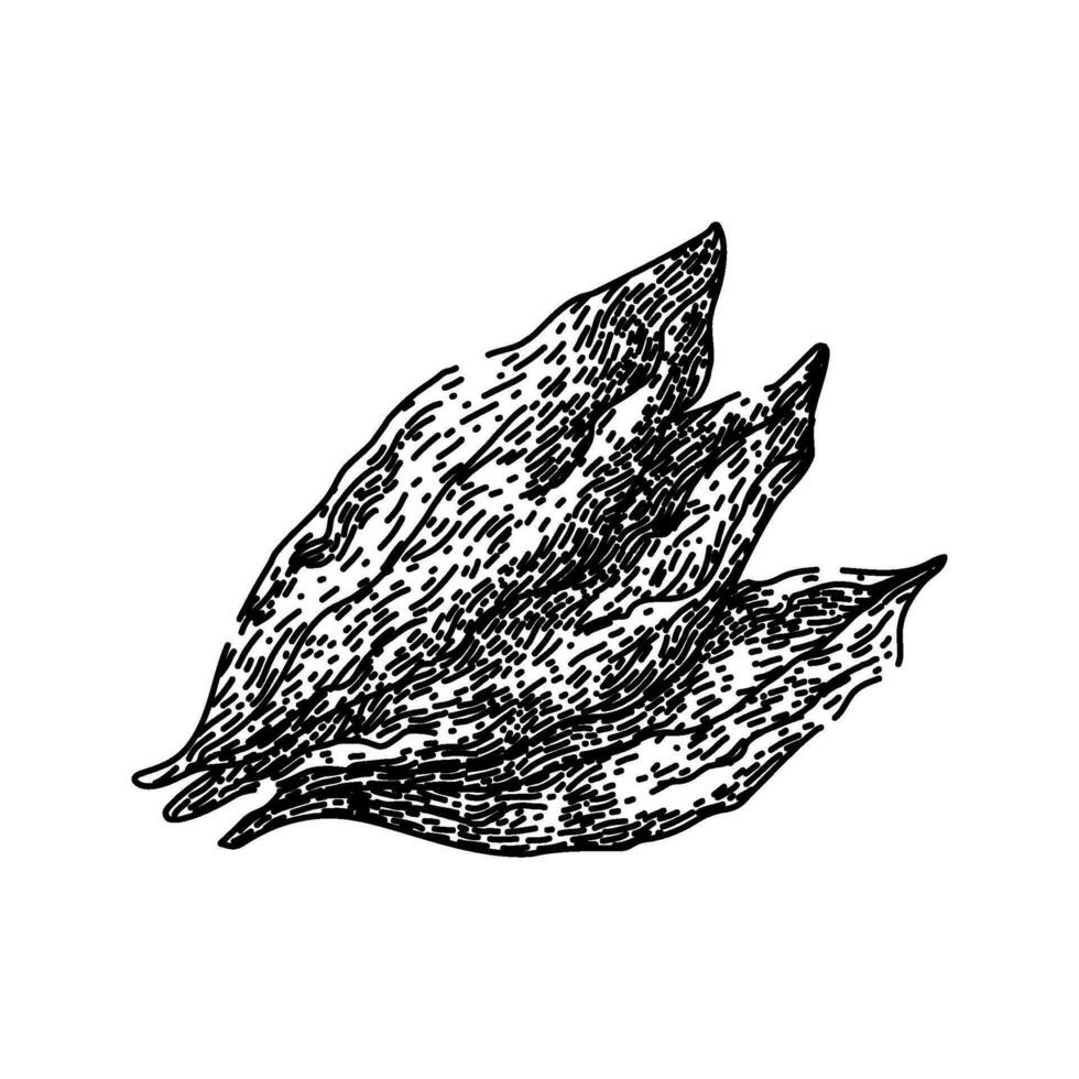 Tabak Blatt trocken skizzieren Hand gezeichnet Vektor