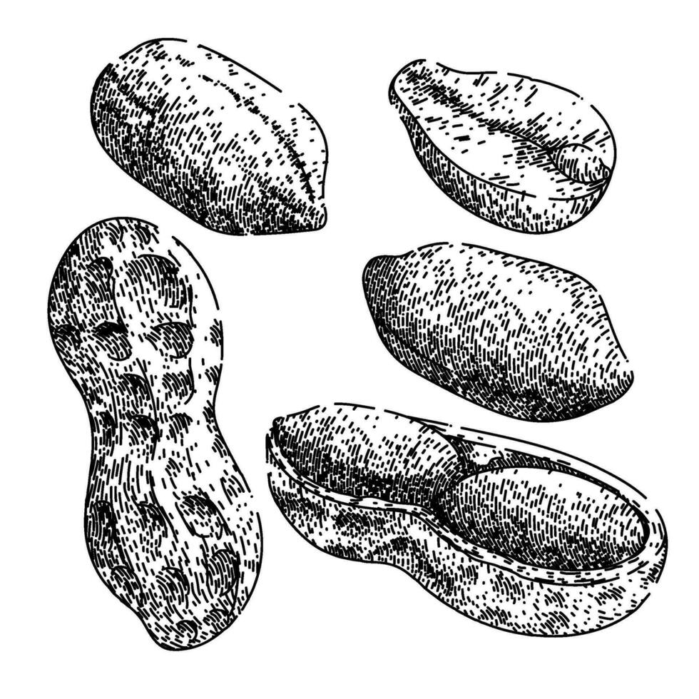 Erdnuss Nuss Essen einstellen skizzieren Hand gezeichnet Vektor