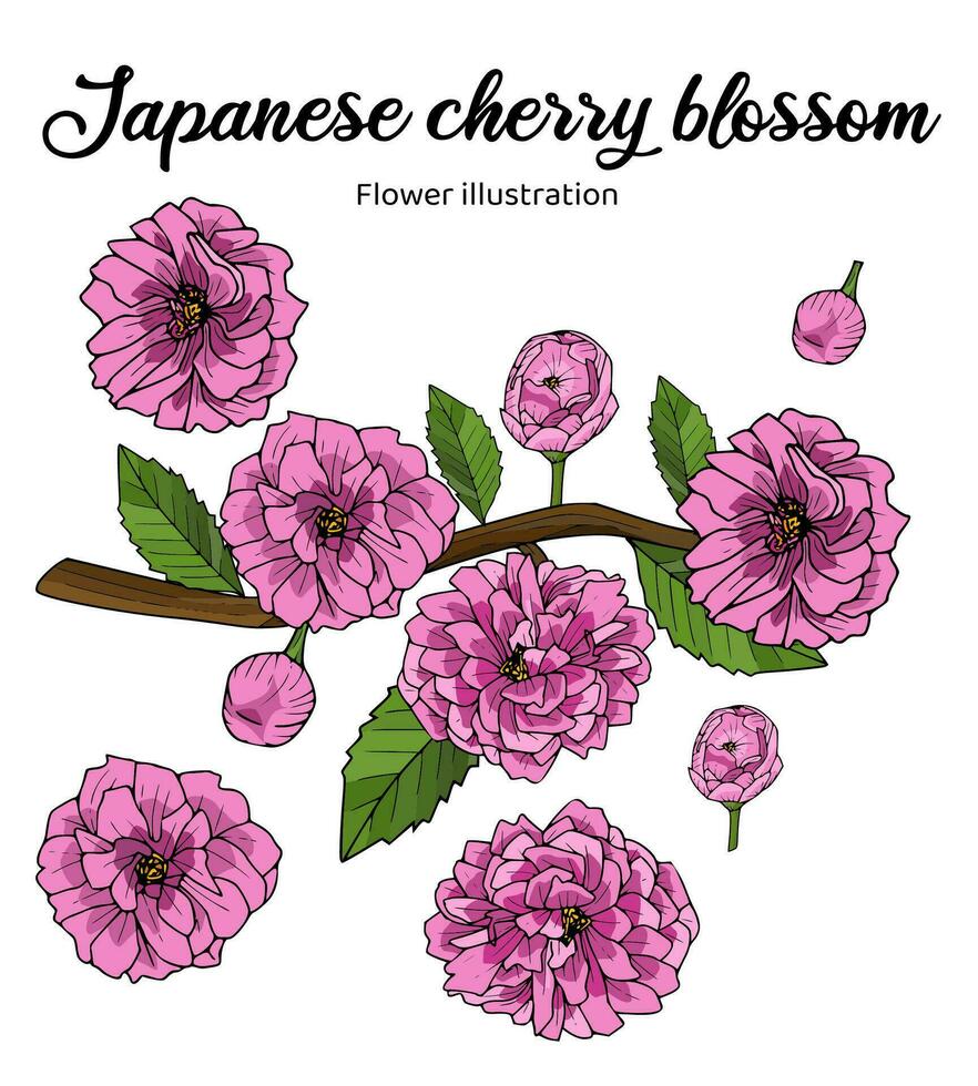 japanisch Kirsche blühen Blumen Färbung Buch Hand gezeichnet Illustration vektor