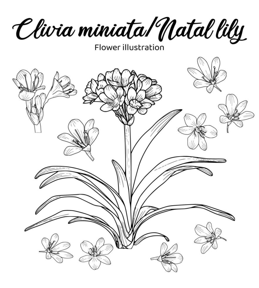 natal lilly blommor färg bok hand dragen illustration vektor