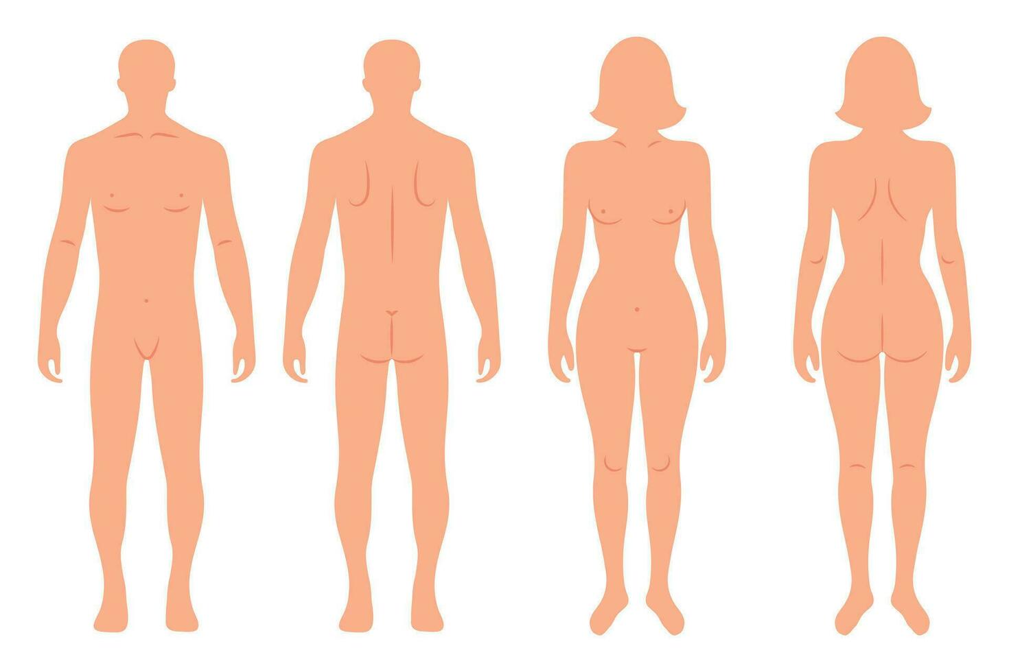 silhuetter av manlig och kvinna mänsklig kropp, tillbaka och främre. anatomi. medicinsk och vetenskaplig begrepp. illustration, vektor