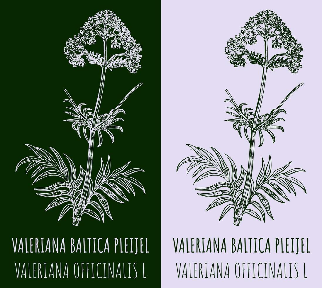 vektor ritningar valeriana baltica pleijel. hand dragen illustration. latin namn valeriana officinalis l.