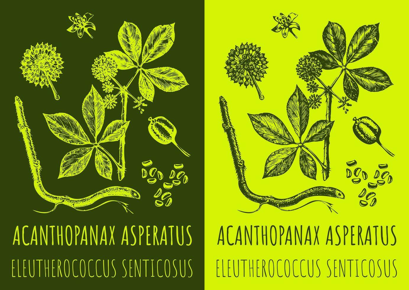 vektor teckning akantopanax asperatus. hand dragen illustration. de latin namn är eleutherococcus senticosus.