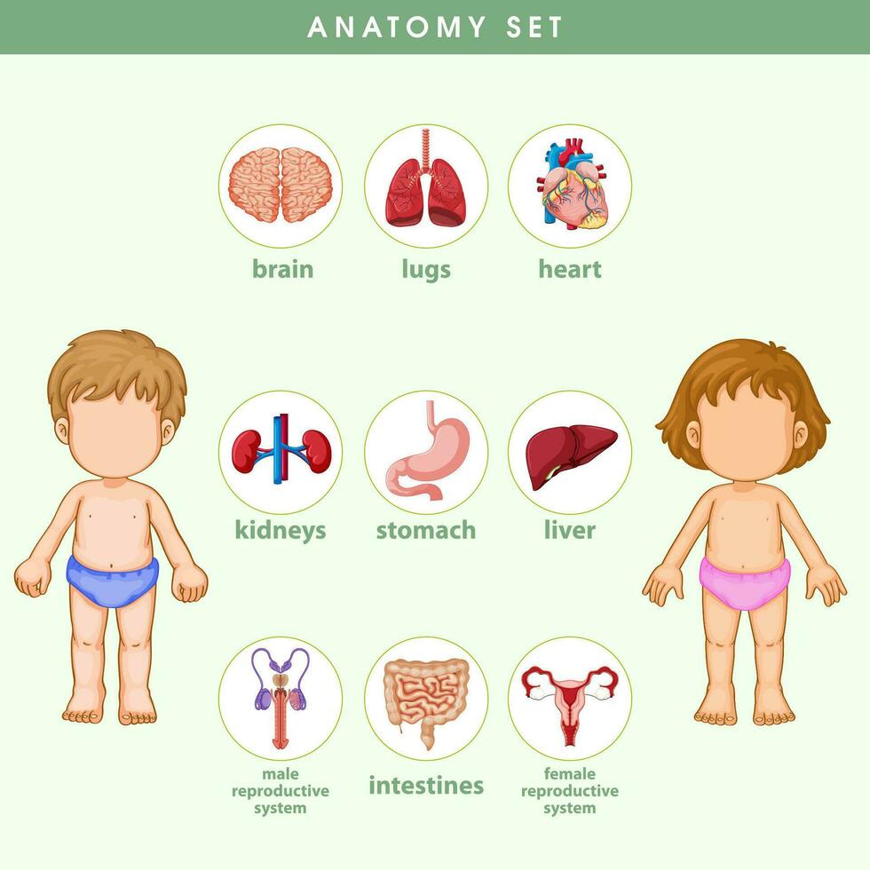 anatomi av den mänskliga kroppen information infographic illustration vektor