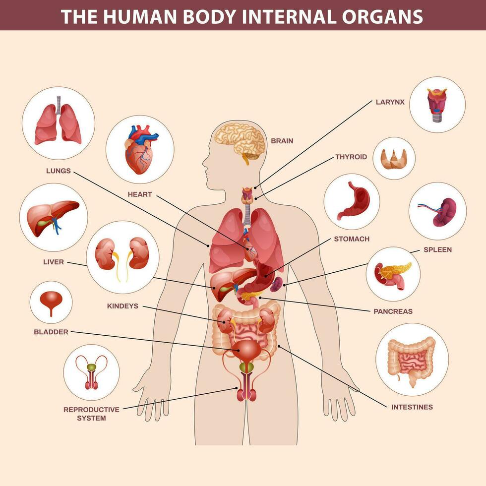 Mensch Körper intern Organe und Teile die Info Poster Vektor. Herz und Gehirn, Leber und Nieren. Thymusdrüse Drüse und reproduktiv System von männlich vektor