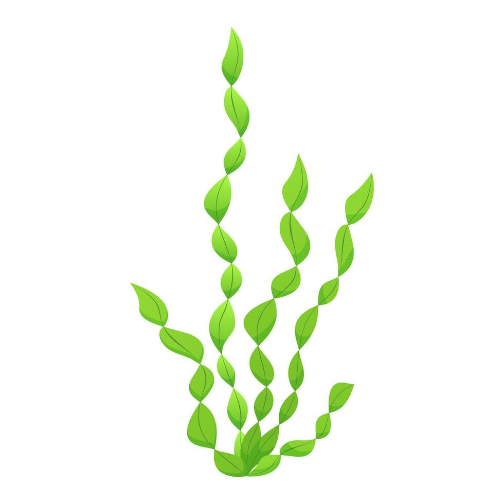 Algen. dekorativ Meer Pflanze auf Weiß Hintergrund. Blätter von Valisneria Spiral- Algen vektor