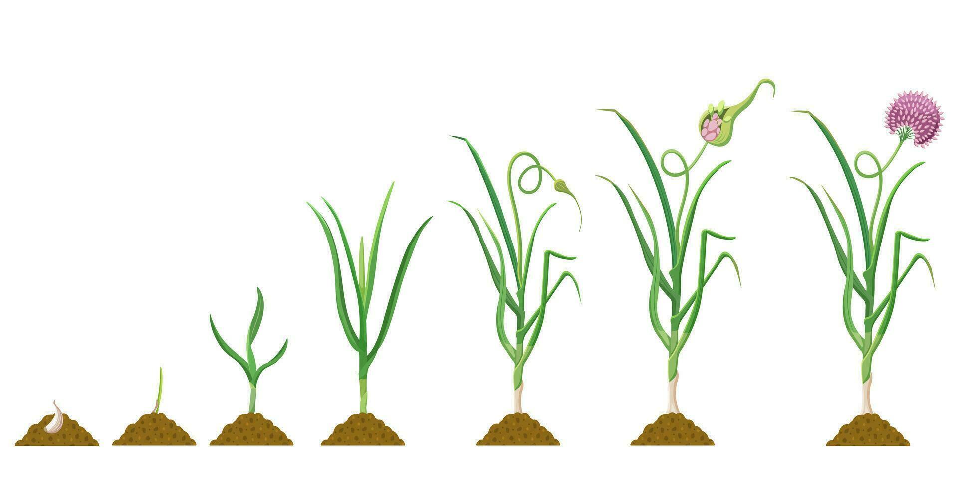 Knoblauch Wachstum Zyklus. Infografiken von das Entwicklung von bauchig Pflanzen im Landwirtschaft. vektor