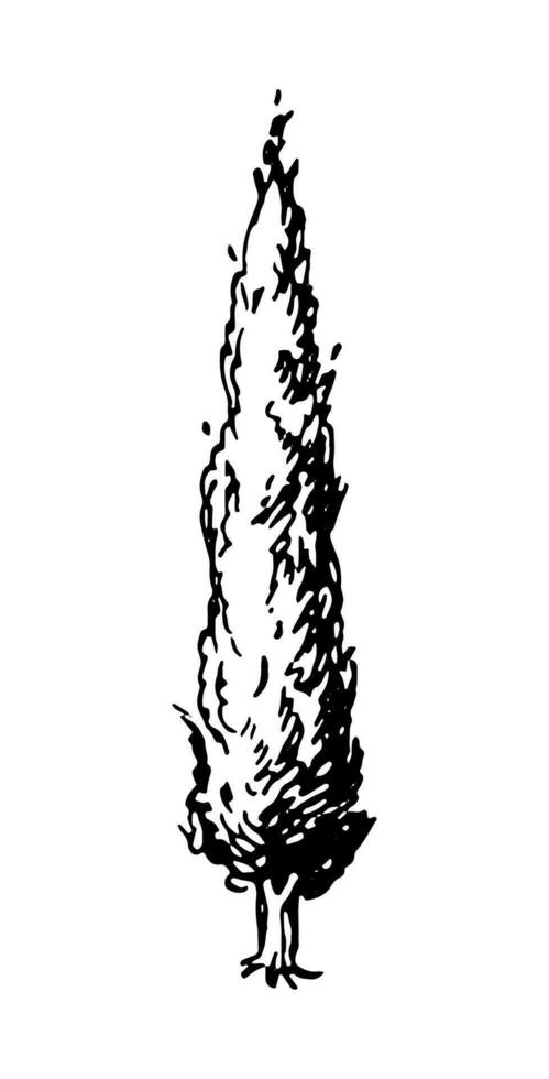 hand dragen vektor illustration av cypress. bläck skiss isolerat på vit bakgrund. retro stil.
