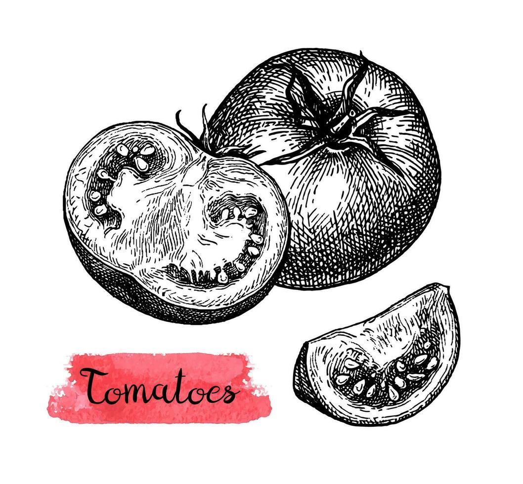 Tinte skizzieren von Tomaten isoliert auf Weiß Hintergrund. Hand gezeichnet Vektor Illustration. retro Stil.