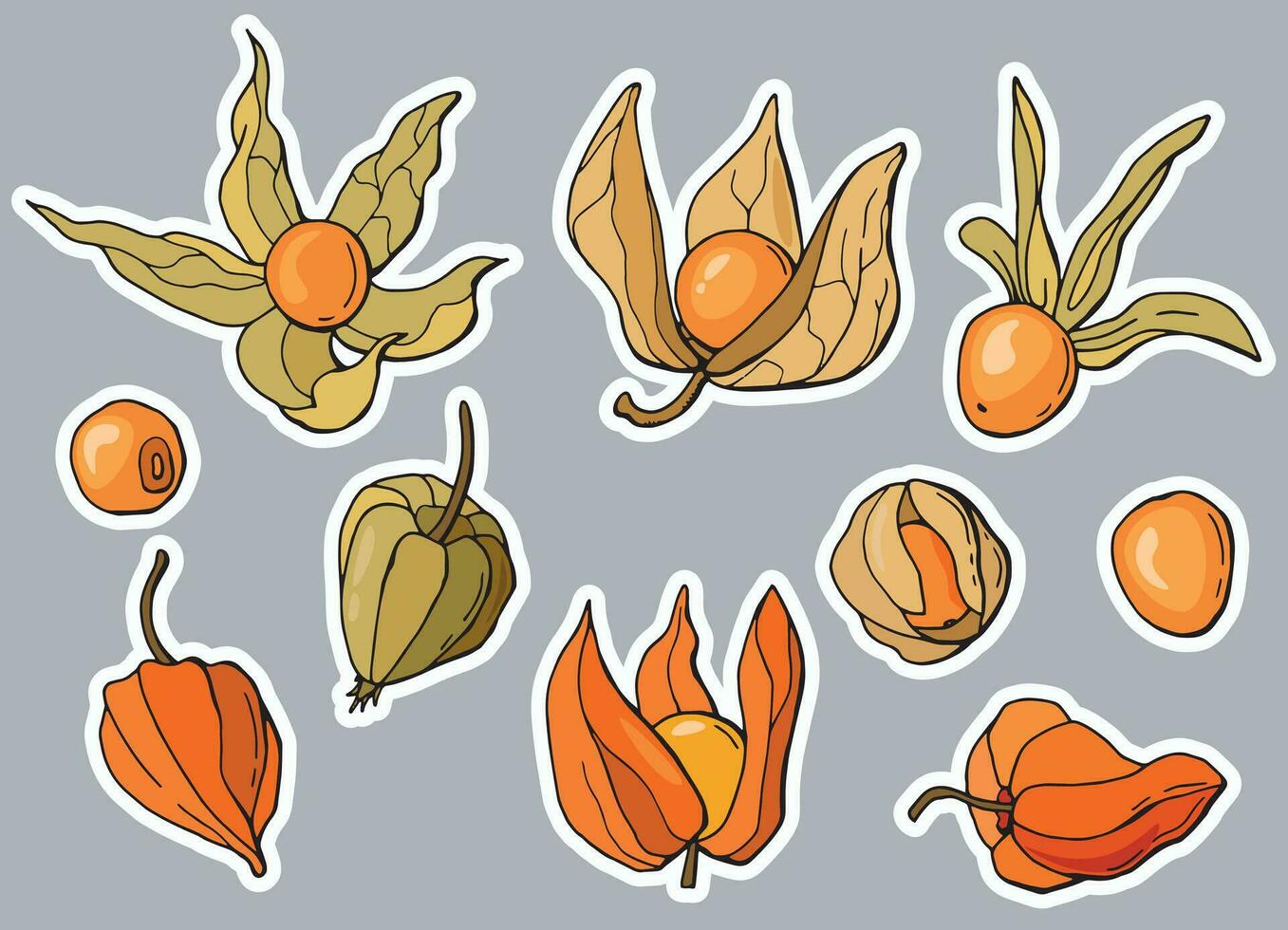 physalis klistermärke uppsättning. tecknad serie stil. vektor