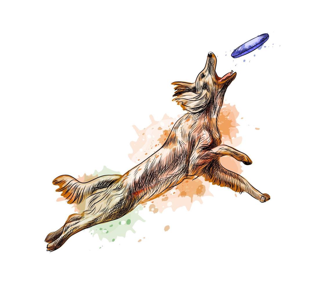 Hund fängt fliegende Scheibe aus einem Spritzer Aquarell handgezeichnete Skizze Vektorgrafik von Farben of vektor