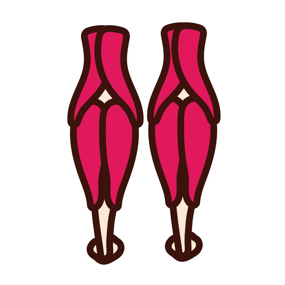 ben ben och muskler kropp mänsklig del platt stil vektor