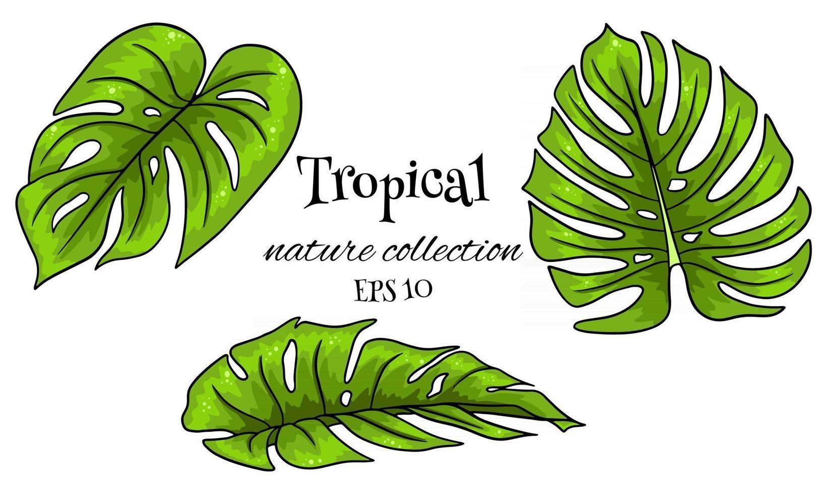 tropisk uppsättning med exotiska snidade palmblad i tecknad stil vektor