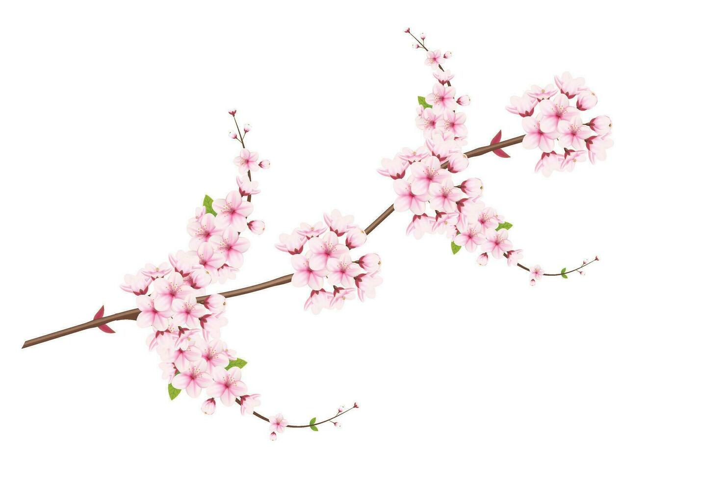 körsbär blomma och sakura blomma. körsbär blomma vektor. körsbär knopp. rosa sakura blomma vektor