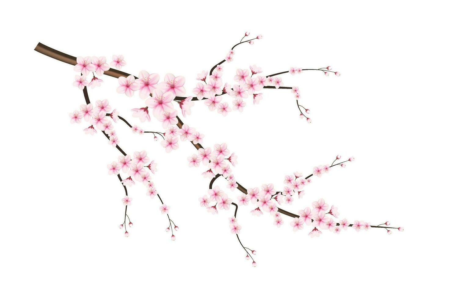 realistisch Blühen Kirsche Blumen und Blütenblätter Illustration, Kirsche blühen Vektor. Rosa Sakura Blume Hintergrund. Kirsche blühen Blume Blühen Vektor