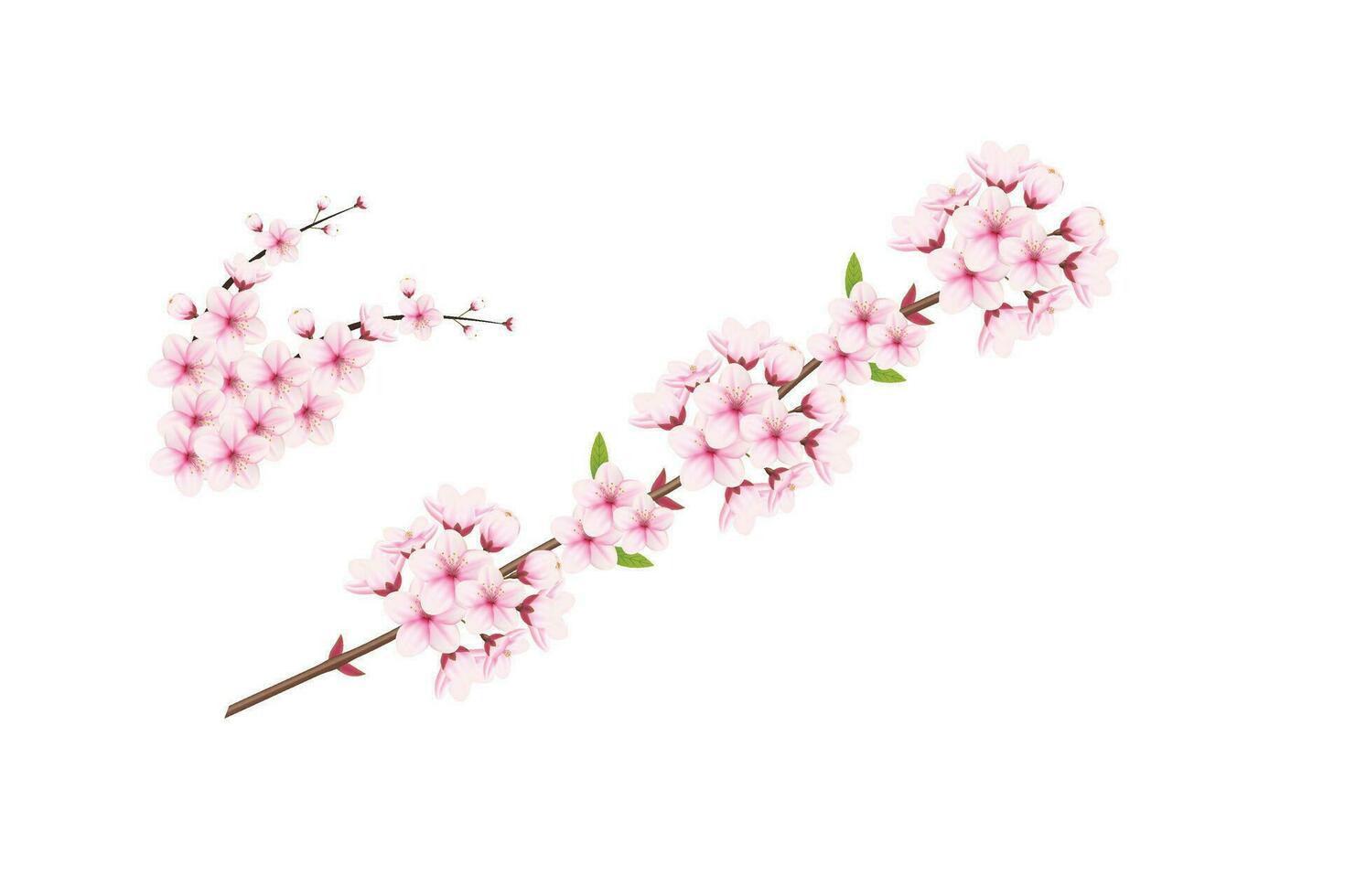 Kirsche blühen und Sakura Blume. Kirsche blühen Vektor. Kirsche Knospe. Rosa Sakura Blume vektor