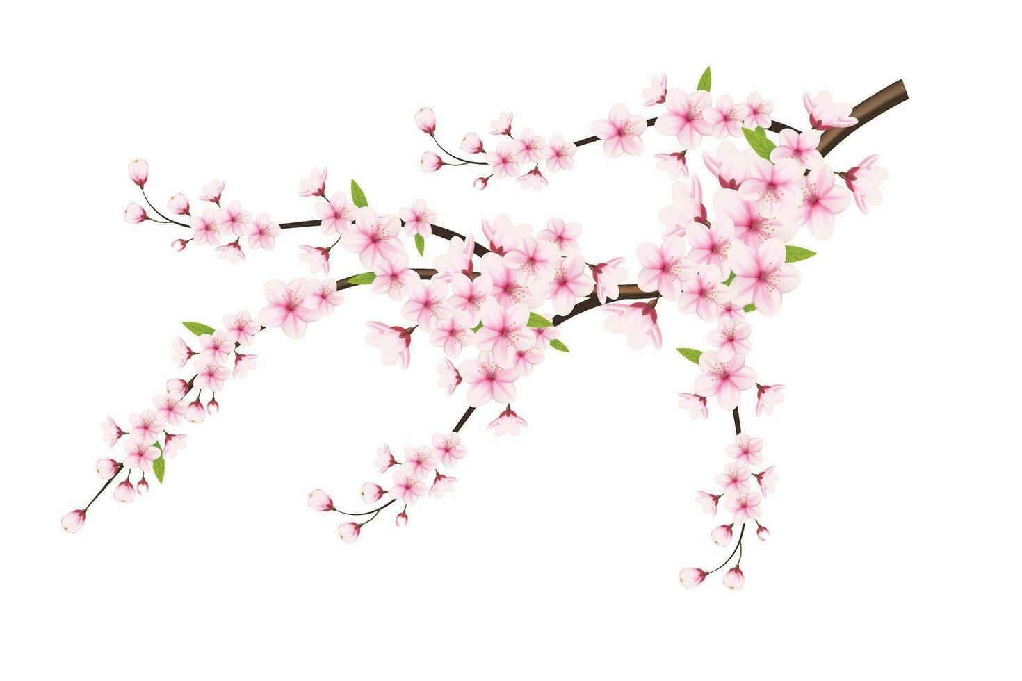 realistisch Blühen Kirsche Blumen und Blütenblätter Illustration, Kirsche blühen Vektor. Rosa Sakura Blume Hintergrund. Kirsche blühen Blume Blühen Vektor