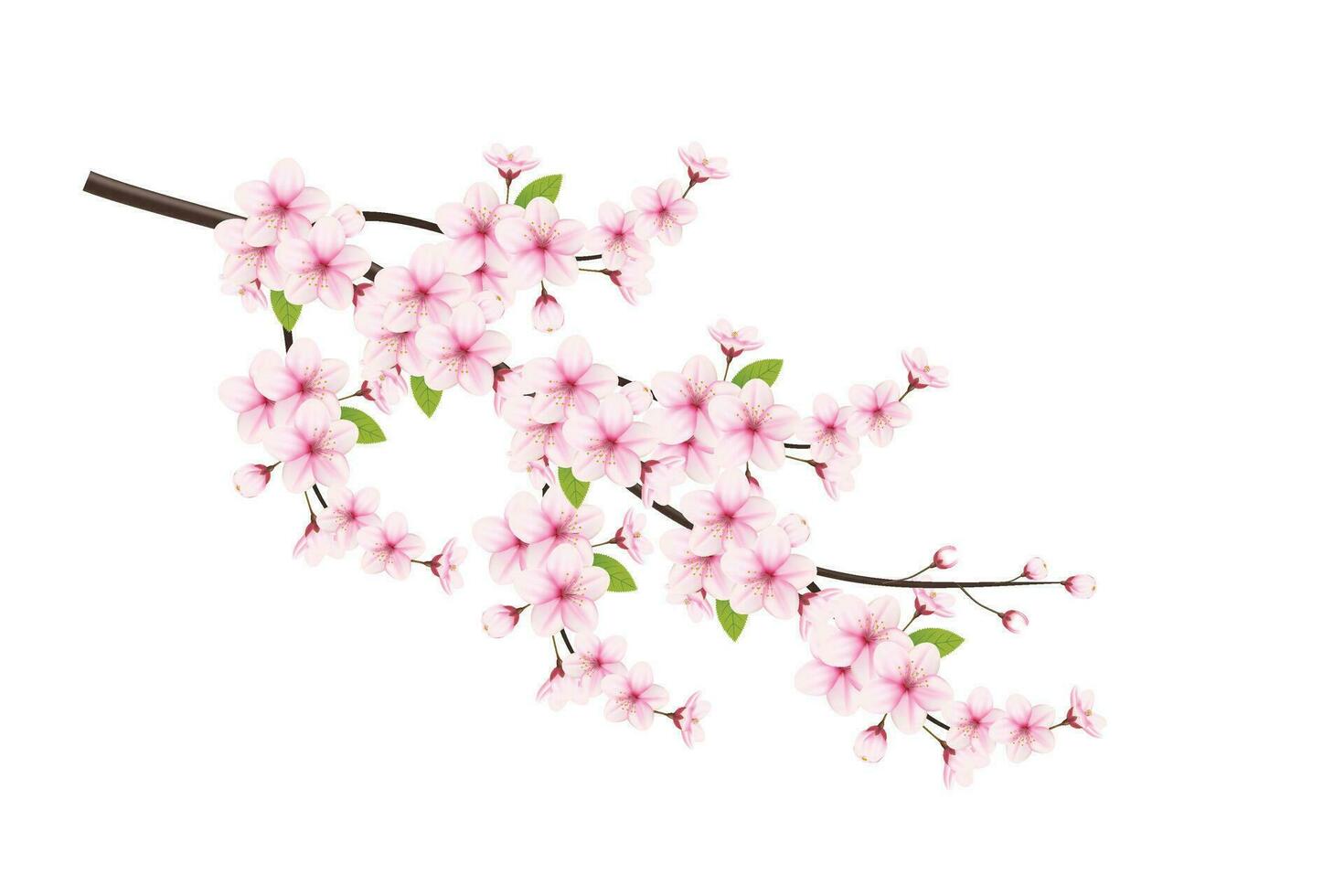 realistisch Blühen Kirsche Blumen und Blütenblätter Illustration, Kirsche blühen Vektor. Rosa Sakura Blume Hintergrund. Kirsche blühen Blume Blühen Vektor