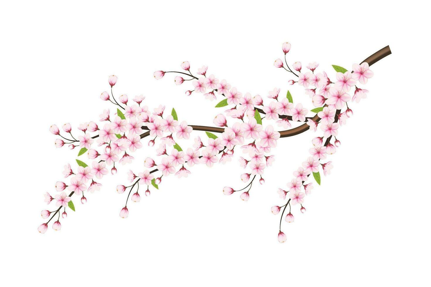 Kirsche blühen Rahmen mit Raum zum Text. Vektor Abbildung.,,Kirsche blühen Vektor. Rosa Sakura Blume Hintergrund. Kirsche blühen Blume Blühen Vektor