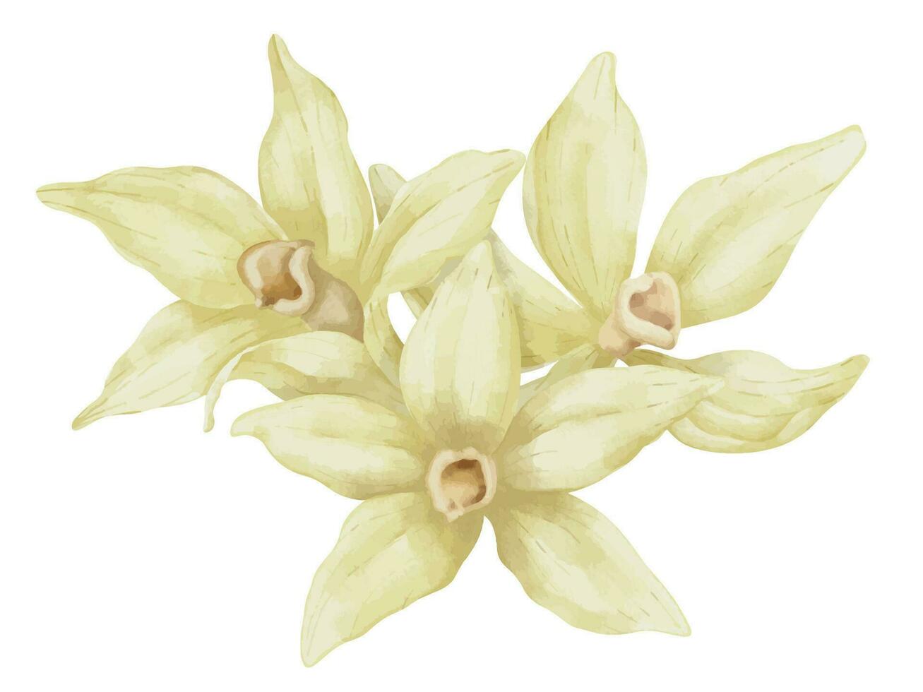 Vanille Blumen. Hand gezeichnet Aquarell Illustration von Beige Orchideen auf Weiß isoliert Hintergrund. Essen Zutat zum Aroma Therapie. Kräuter- Gewürze zum Essen Etikett. Komposition zum wesentlich Öl vektor