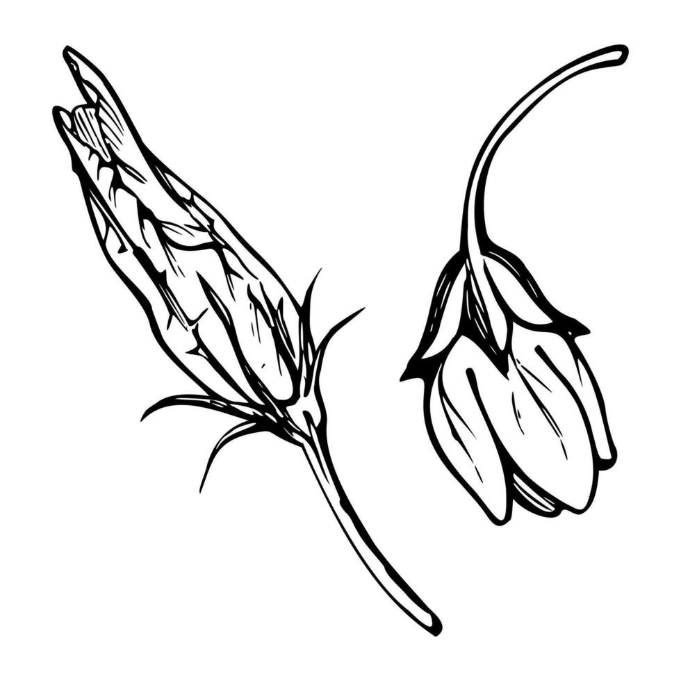 Hand gezeichnet Tinte Vektor Kürbis quetschen Blatt, Blume. skizzieren Illustration Kunst zum das Erntedankfest, Ernte, Landwirtschaft. isoliert Objekt, Umriss. Design zum Restaurant Speisekarte drucken, Cafe, Webseite, Einladung