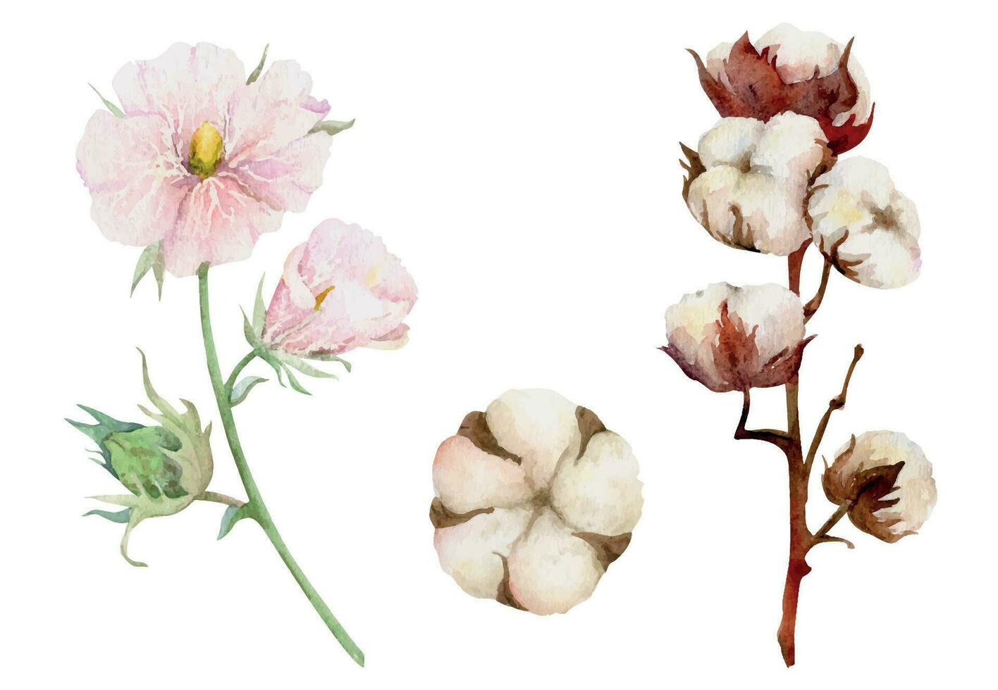 Hand gezeichnet Aquarell Rosa, Grün und braun Baumwolle Blume, Blätter Knospen Kapsel. natürlich Pflanze. botanisch Illustration isoliert Objekt einstellen auf Weiß Hintergrund. zum Geschäft Logo drucken, Webseite, Karte, Broschüre. vektor