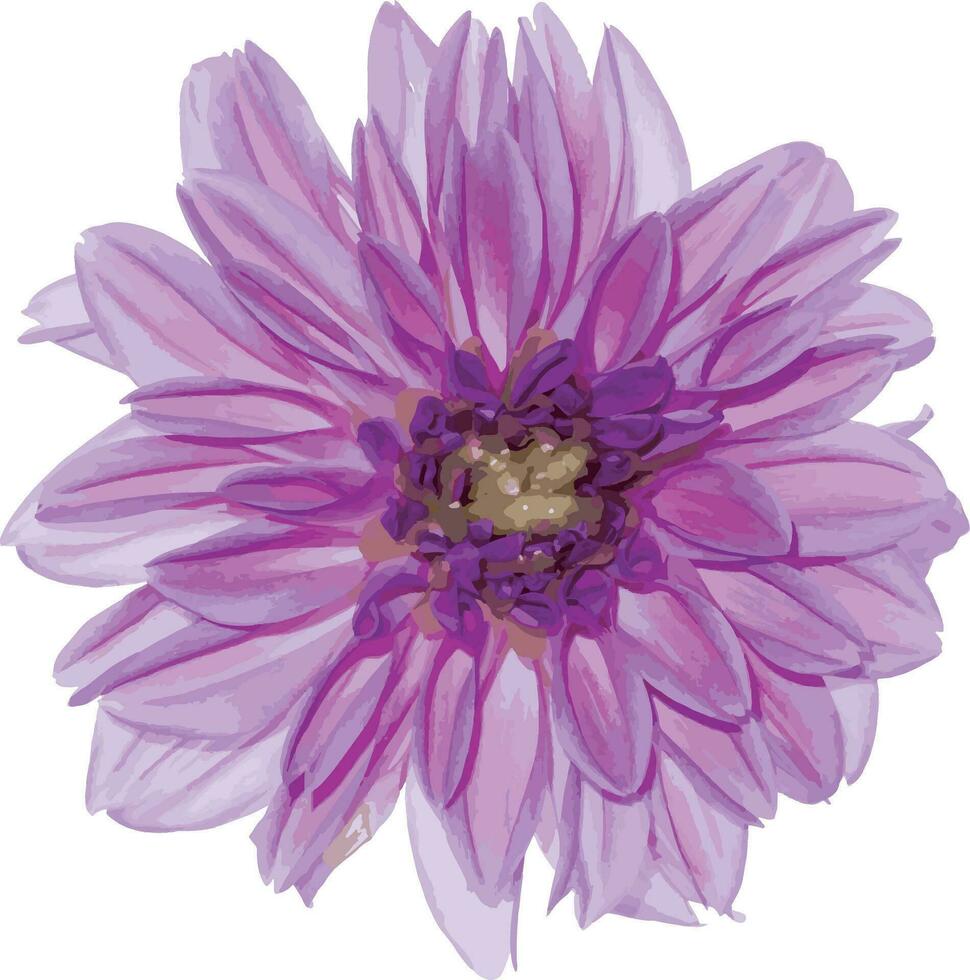 abstrakt von Dahlie Blume auf Weiß Hintergrund. wissenschaftlich Name Dahlie Ohrmuschel cav vektor