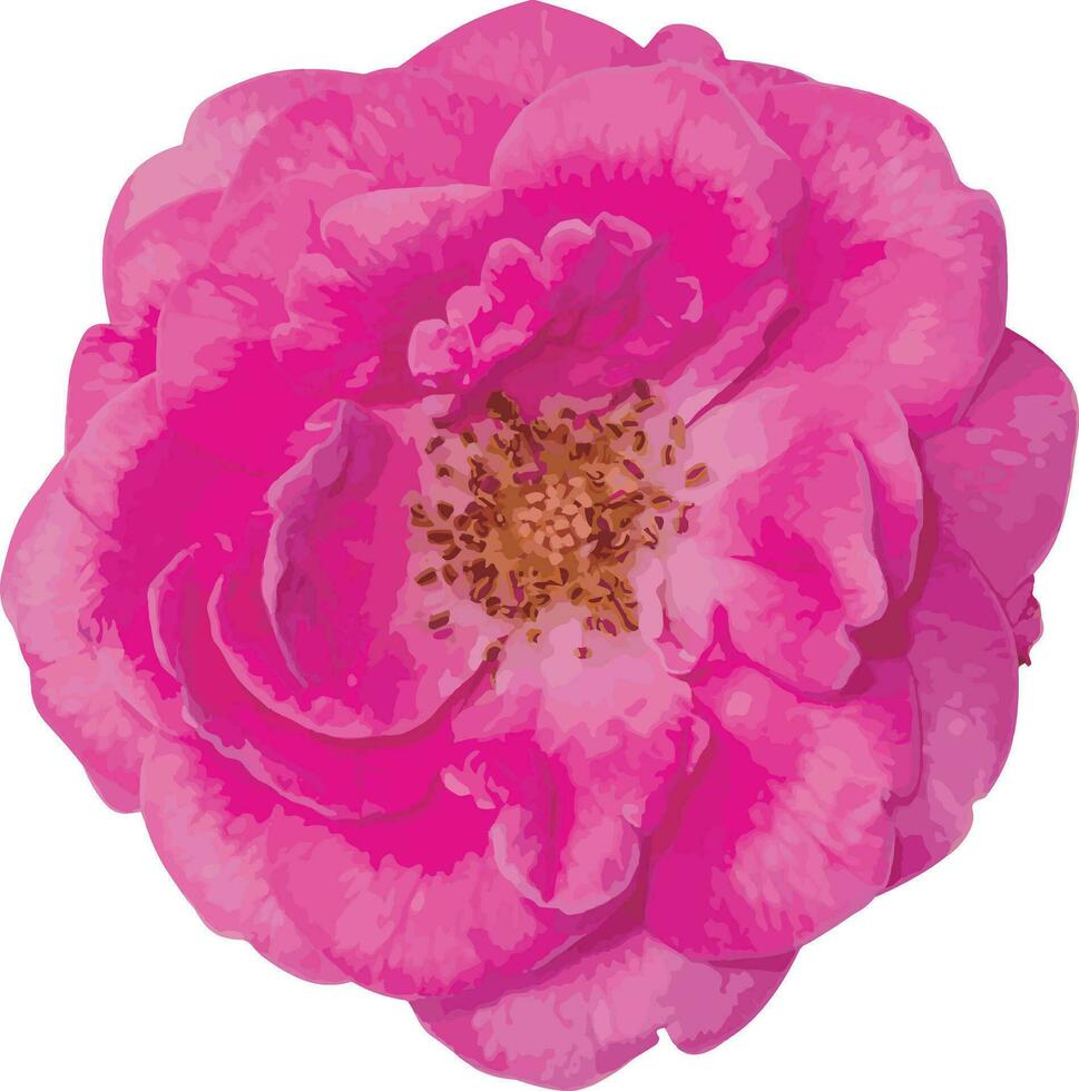 abstrakt von Damast Rose Blume. vektor