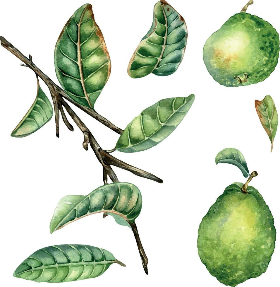 einstellen mit Ast von Baum und zwei Guave Früchte Aquarell Illustration isoliert auf Weiß Hintergrund. Grün Blätter von tropisch Pflanze Guajava Hand gezeichnet. Design zum Verpackung, Verpackung, Etikett, Poster vektor