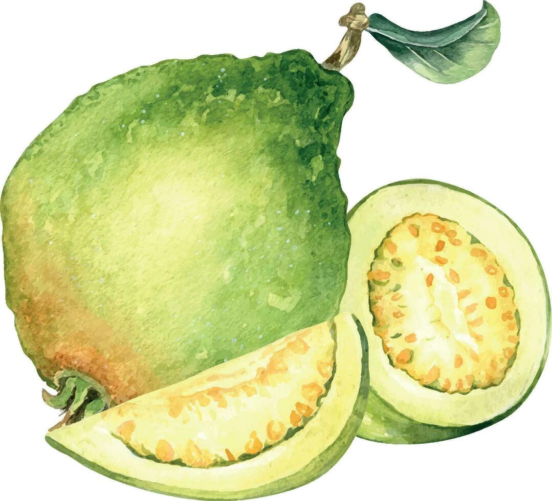 hela ett guava med blad, skivor och halv vattenfärg illustration isolerat på vit bakgrund. tropisk frukt, gul massa guajava hand ritade. design för omslag, förpackning, märka, kök redskap vektor