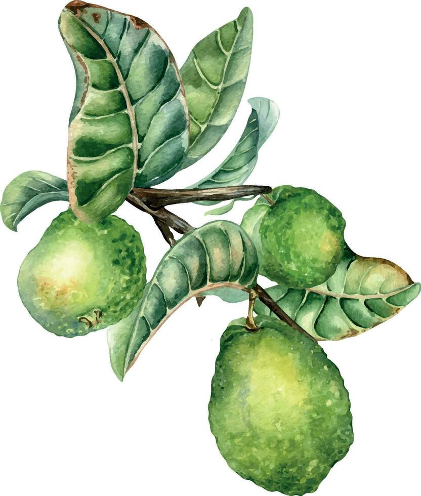 Ast von Baum mit drei Guave Früchte Aquarell Illustration isoliert auf Weiß Hintergrund. tropisch Pflanze Guajava mit Grün Blätter Hand gezeichnet. Design Element zum Verpackung, Verpackung, Etikett, Poster vektor
