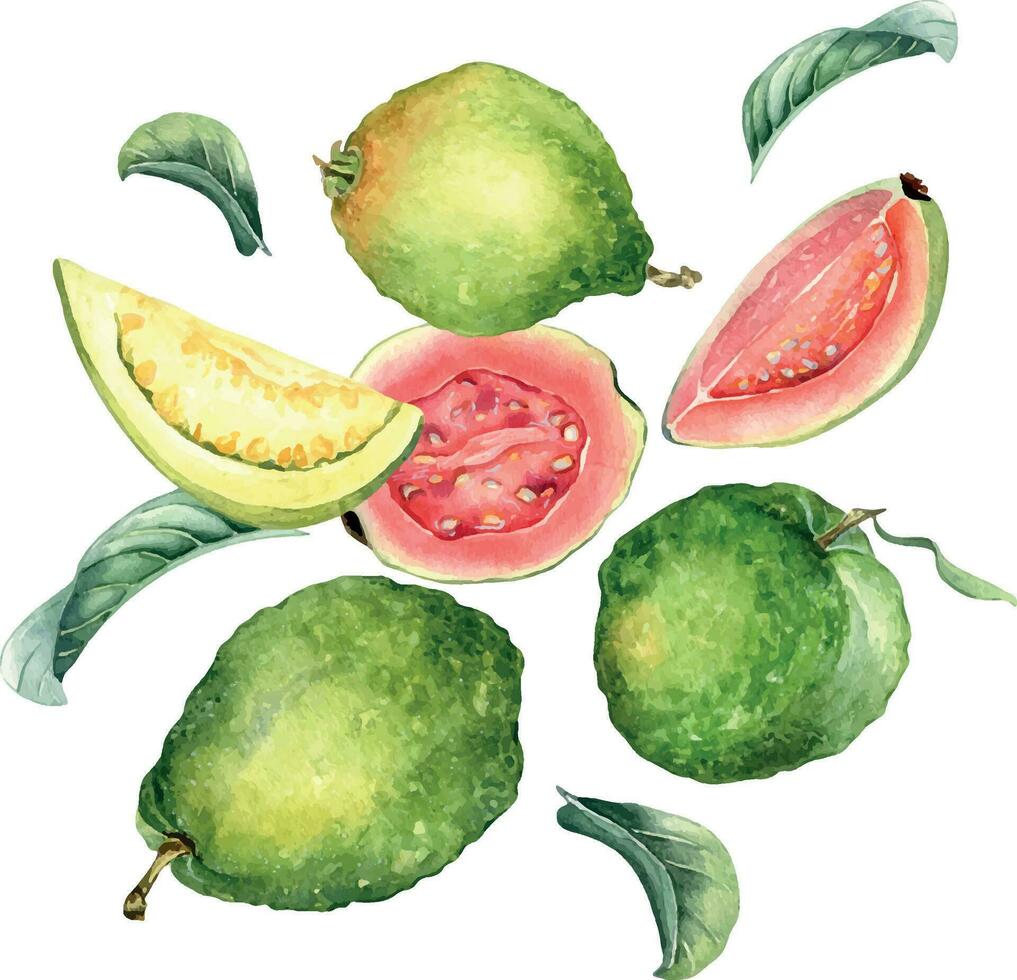ganze Guave und Scheiben, Blätter Levitation Aquarell Illustration isoliert auf Weiß Hintergrund. tropisch Frucht, Rosa, Gelb Fruchtfleisch Guajava Hand gezeichnet. Design zum Verpackung, Verpackung, Etikett, Küche vektor