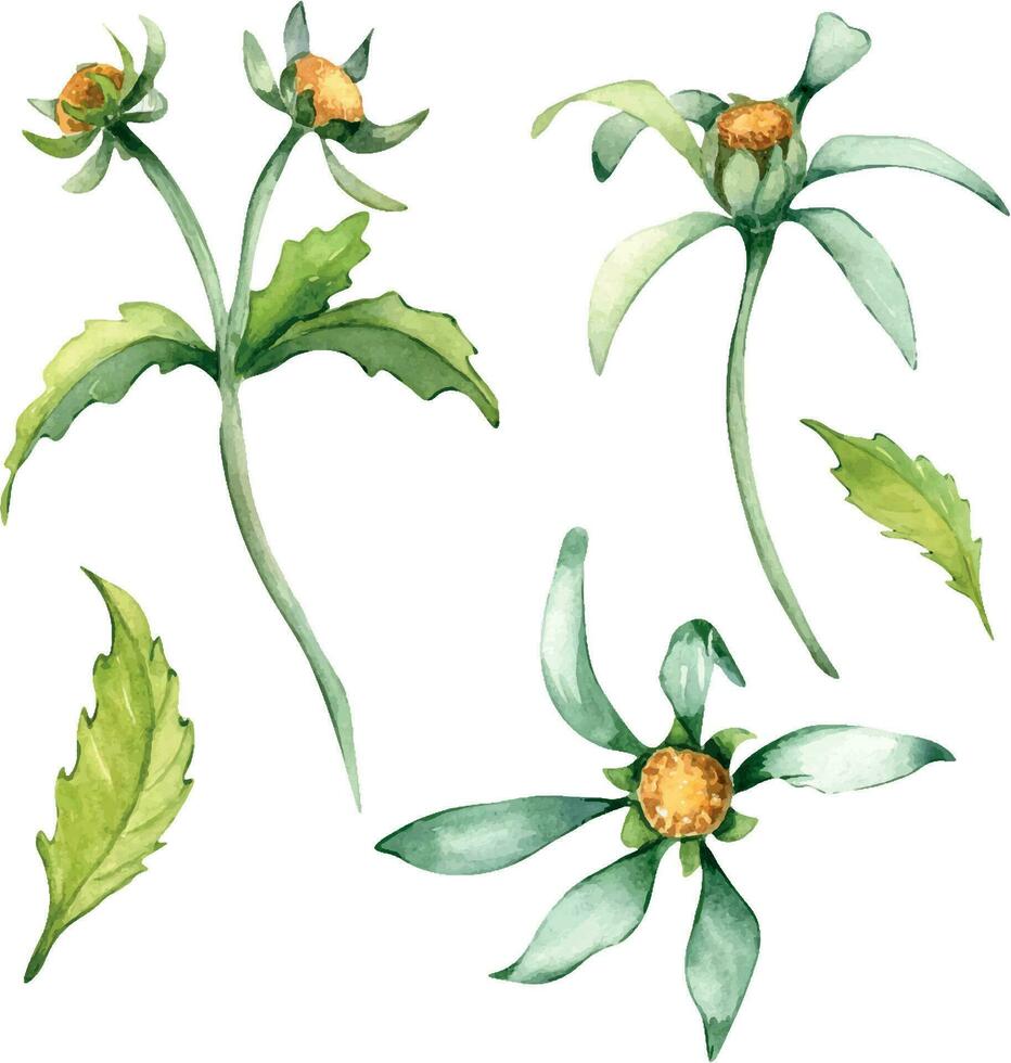 bidens dreigliedrig medizinisch Pflanze Aquarell Illustration isoliert auf Weiß Hintergrund. Baum Lappen beggarttick Gelb Blume, nützlich Kraut bur Ringelblume Hand gezeichnet. Design zum Etikett, Paket, Postkarte vektor